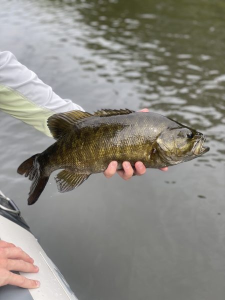 A Beautiful smallmouth from the Kalamazoo